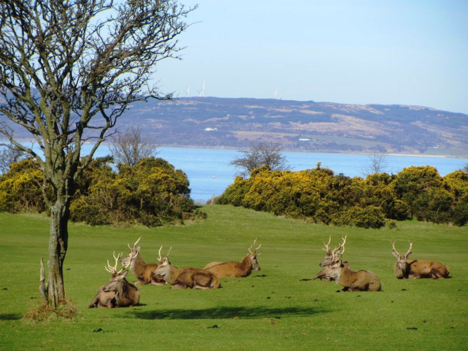 Walk 1 - Deer At Lochranza