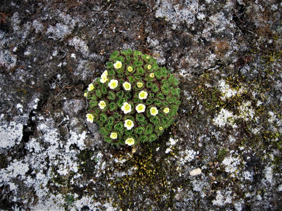 Mountain avens (Dryas octopetica)