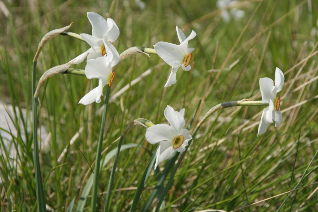 4 The Meadows Are Full Of Poets Narcissus In Early Summer