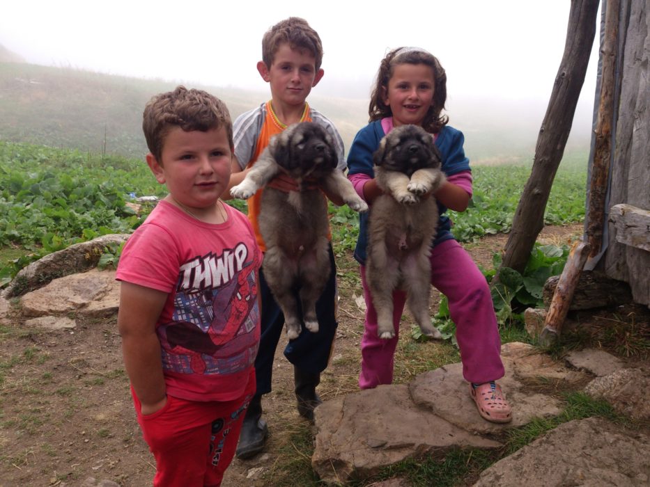 Children Holding Puppies