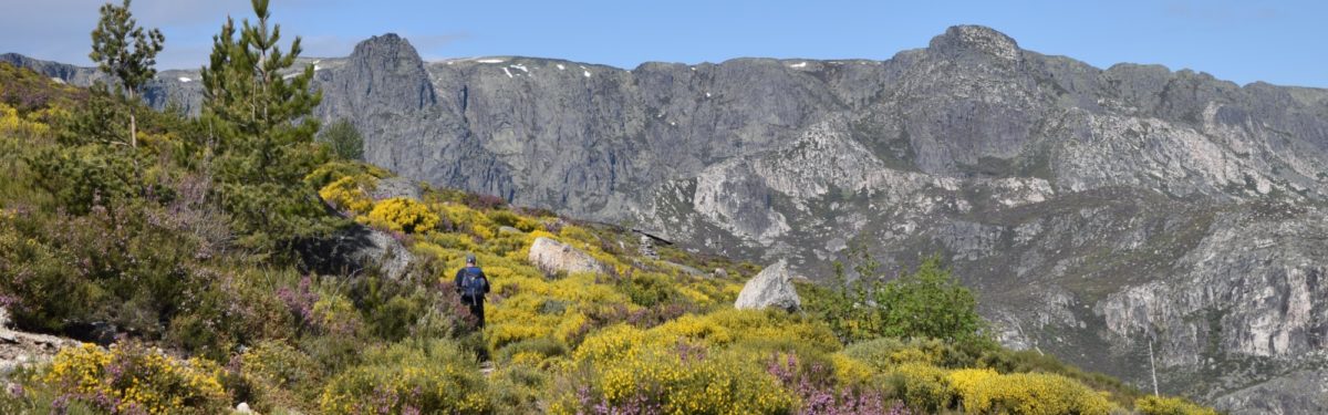 Walking Among A Plethora Of Flowers Towards The Summit Of Poios Brancos Serra Da Estrela