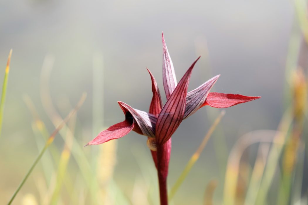Crimson Ballet Dancer Tongue Orchid