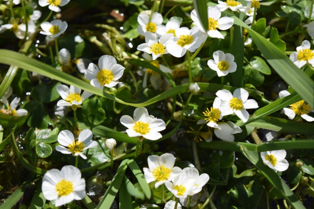 A Carpet Of Water Crowfoot