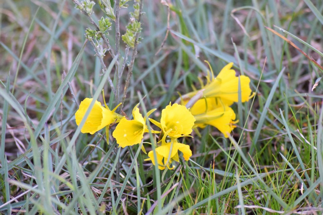 A Clump Of Hoop Petticoat Daffodil