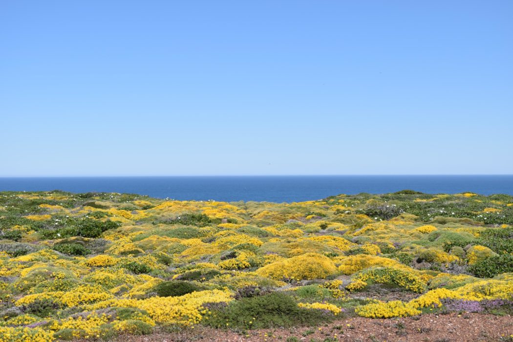 Carpet Of Flowers On The Clifftops Of Costa Vicentina