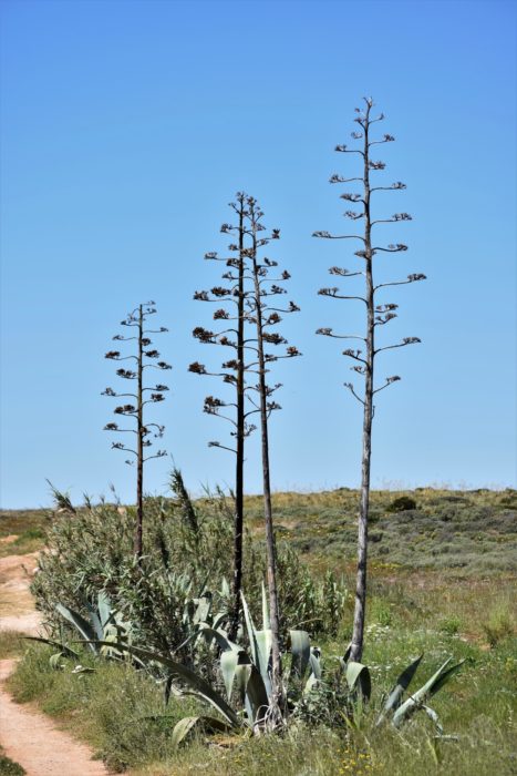 Huge Majestic Flower Spikes Of Century Plants