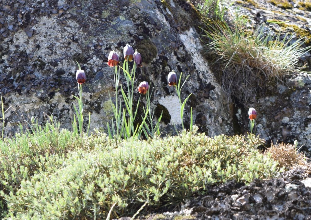 The Nodding Heads Of Fritillaria Nervosa Sub Species Nervosa