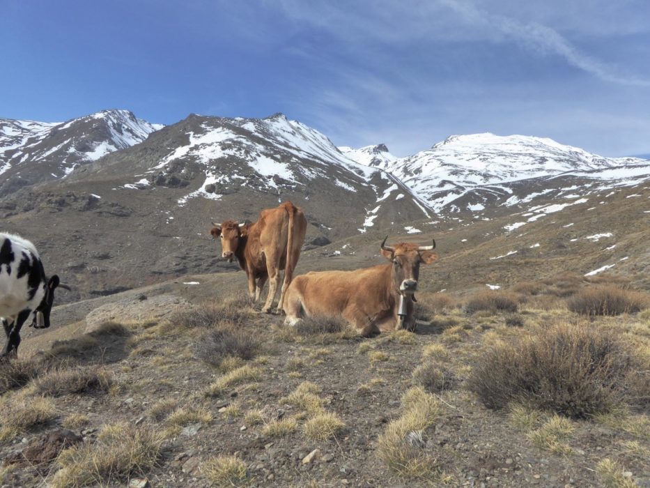 Alpujarras Cattle On The High Pastures North Of Capileira
