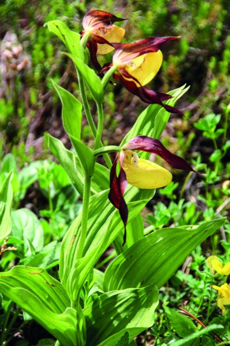 Ladys Slipper Orchid