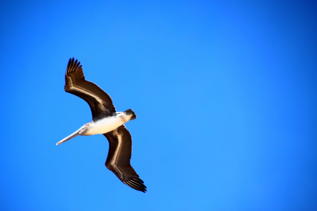 A Californian Pelican - Its Beak Can Hold More Than Its Belly Can