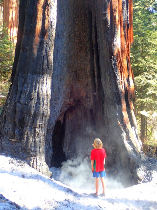 A Redwood