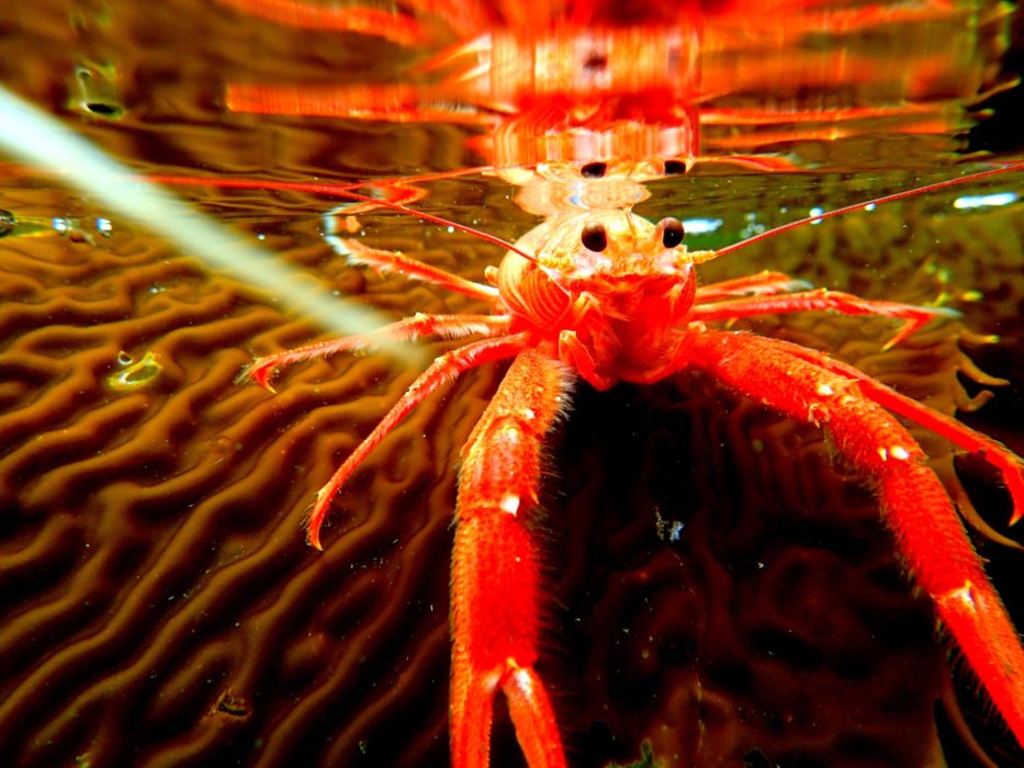 Cannery Row Crayfish Snapped From An Sup