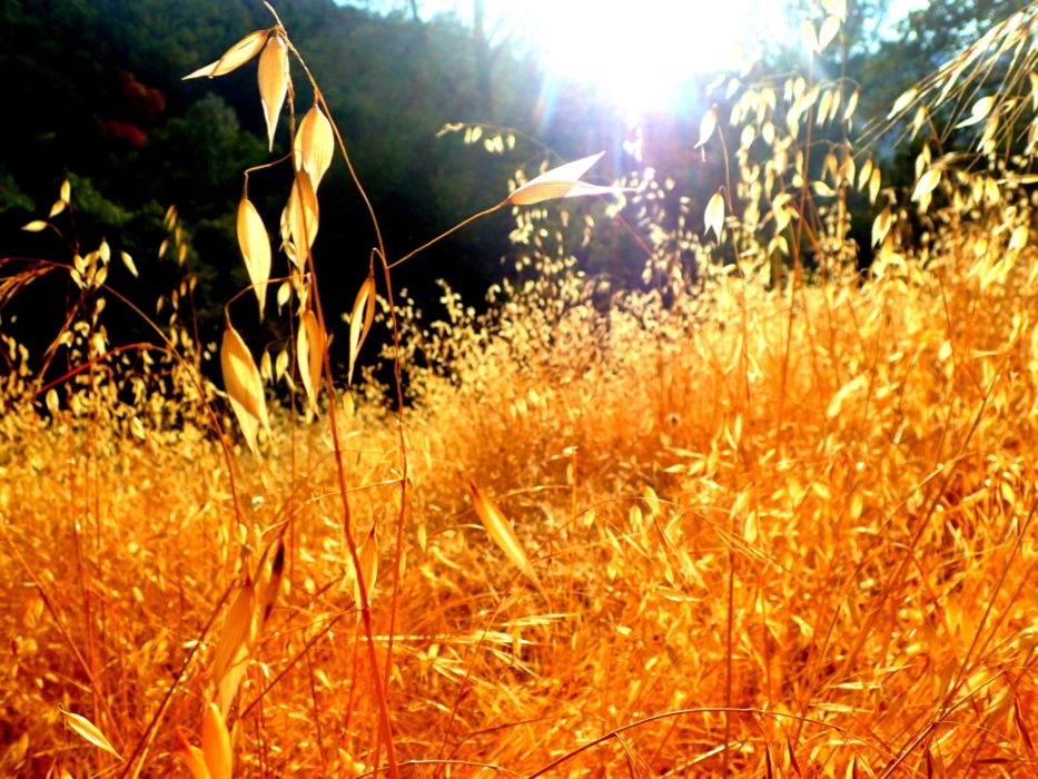 Drought Conditions