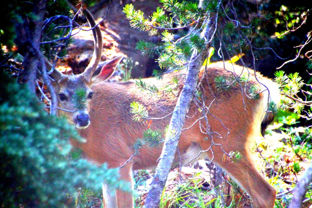 High Sierra Wildlife