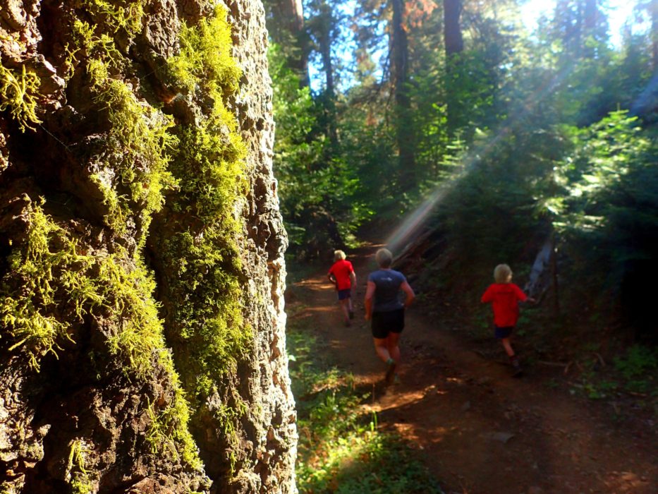 Running Amongst The Redwoods