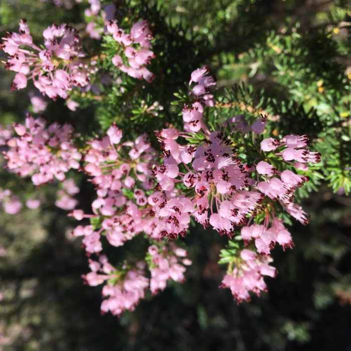 19 Erica Multiflora