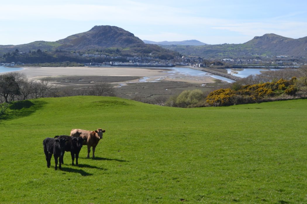 The lovely view back to Porthmadog and the hill of Moel-y-gest