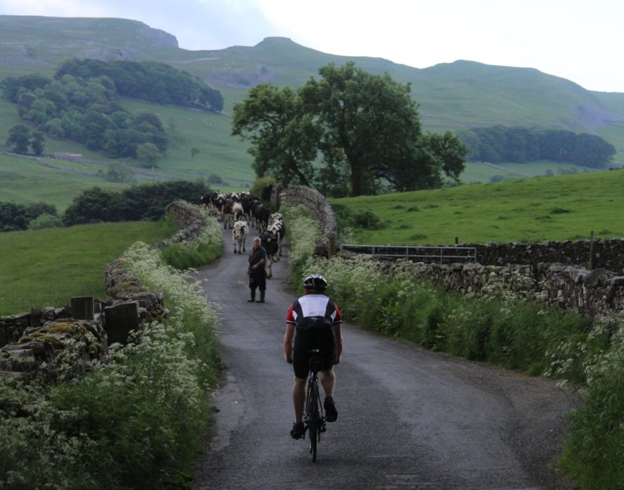 003 Ey Up Cows On T Road An Early Delay En Route To Settle