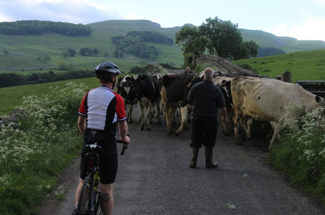 004 Ey Up Cows On T Road An Early Delay En Route To Settle