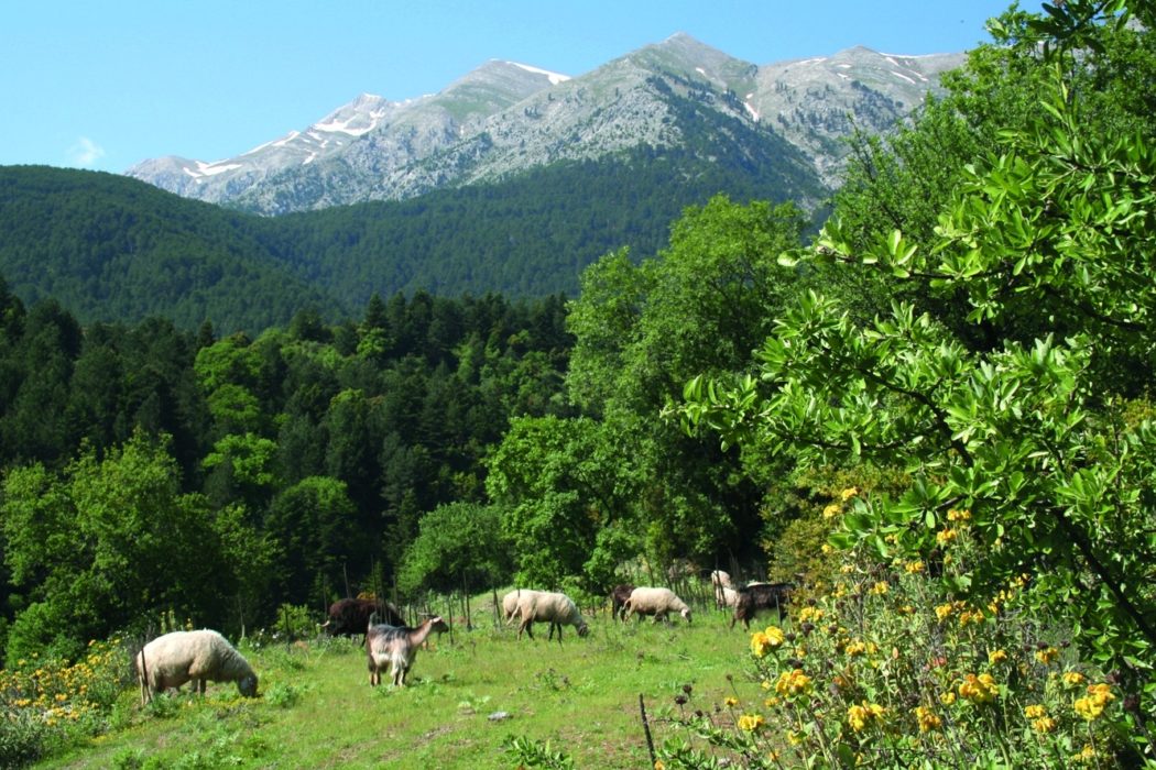 Sheep Grazing Above Anavriti