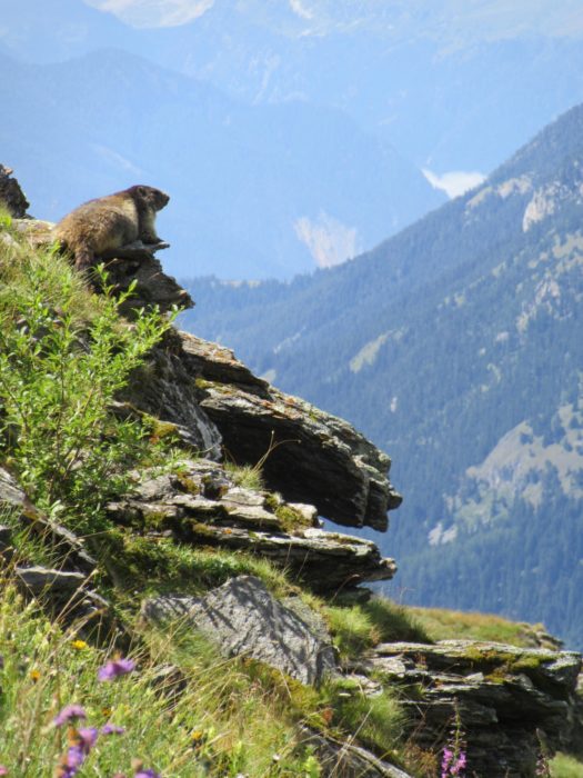 A Marmot On Duty in the Vanoise National Park