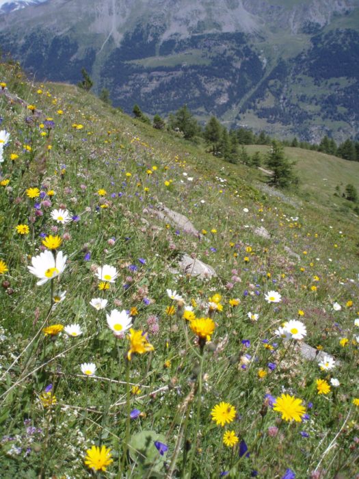 Fantastic Flower Meadows In The Maurienne