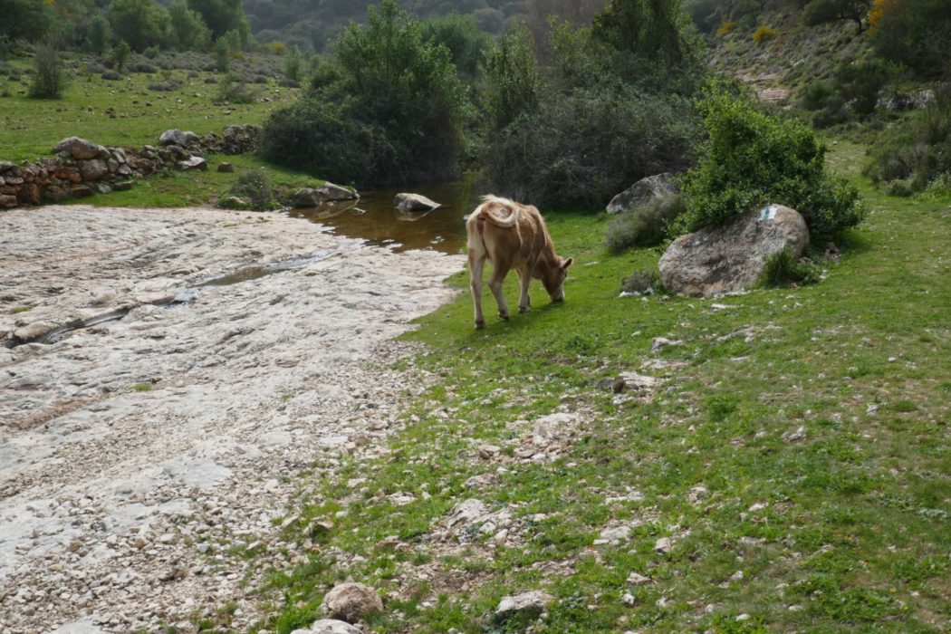 P005 The Small Fields Of Druze Farmers Contrasted With Huge Plantations Of Israeli Kibbutz