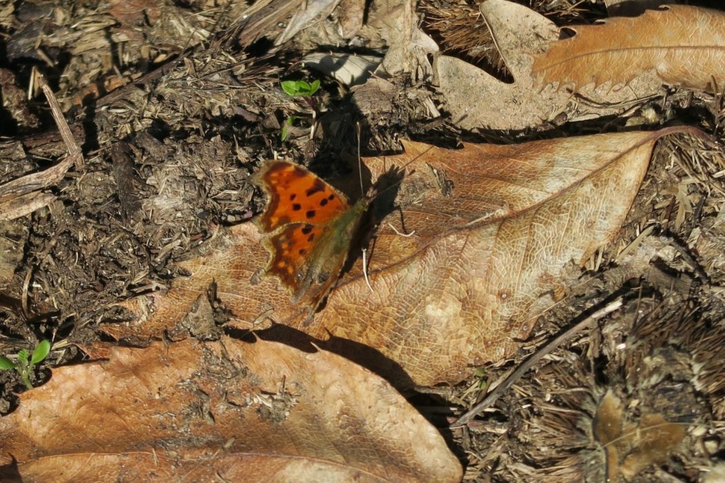 A Comma sunning itself