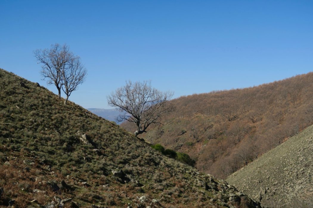 Deciduous oaks