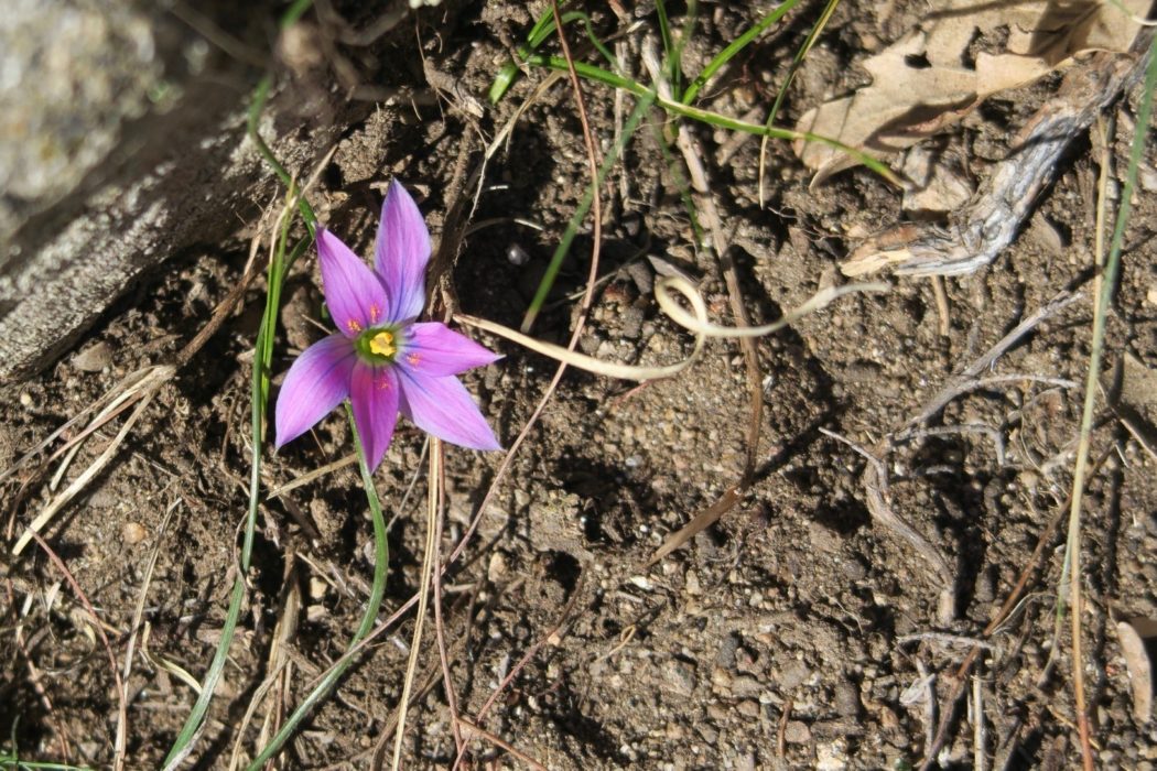 Romulea