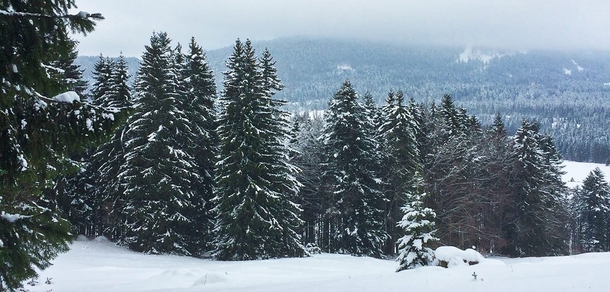 Looking from Pré du Joux
