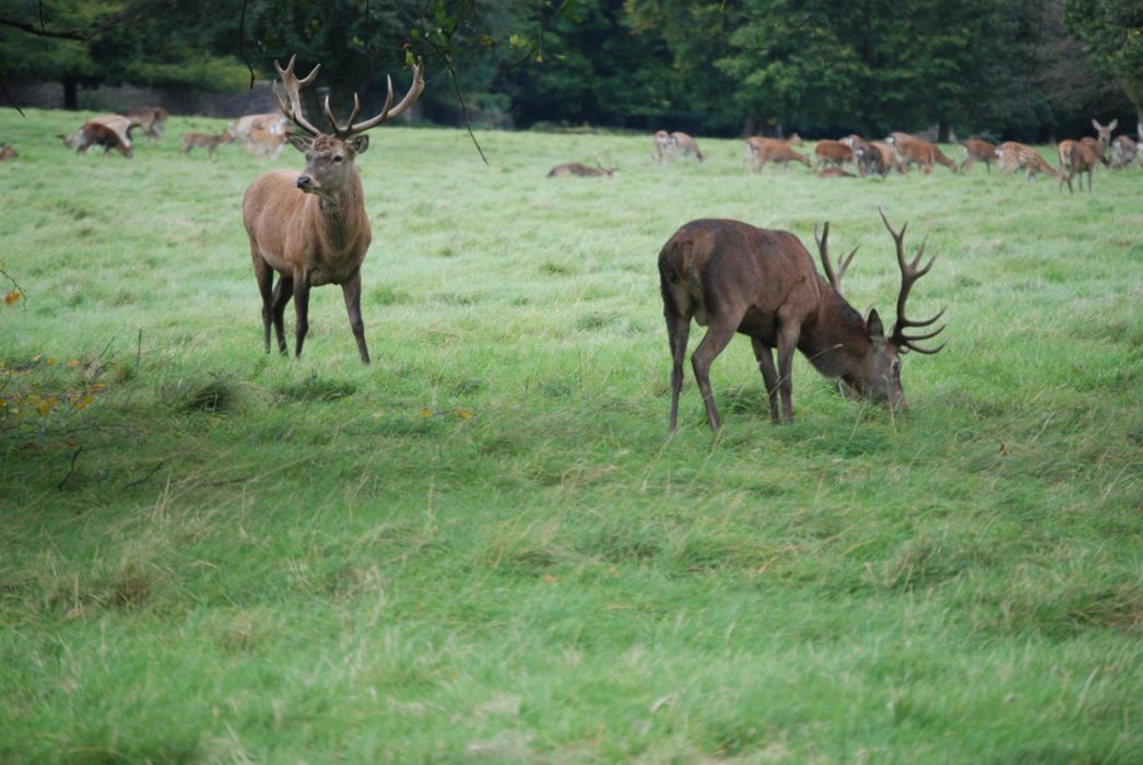 The deer of Studley Royal