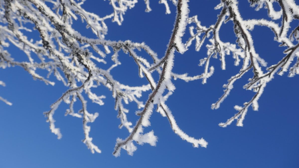 Frost on the trees