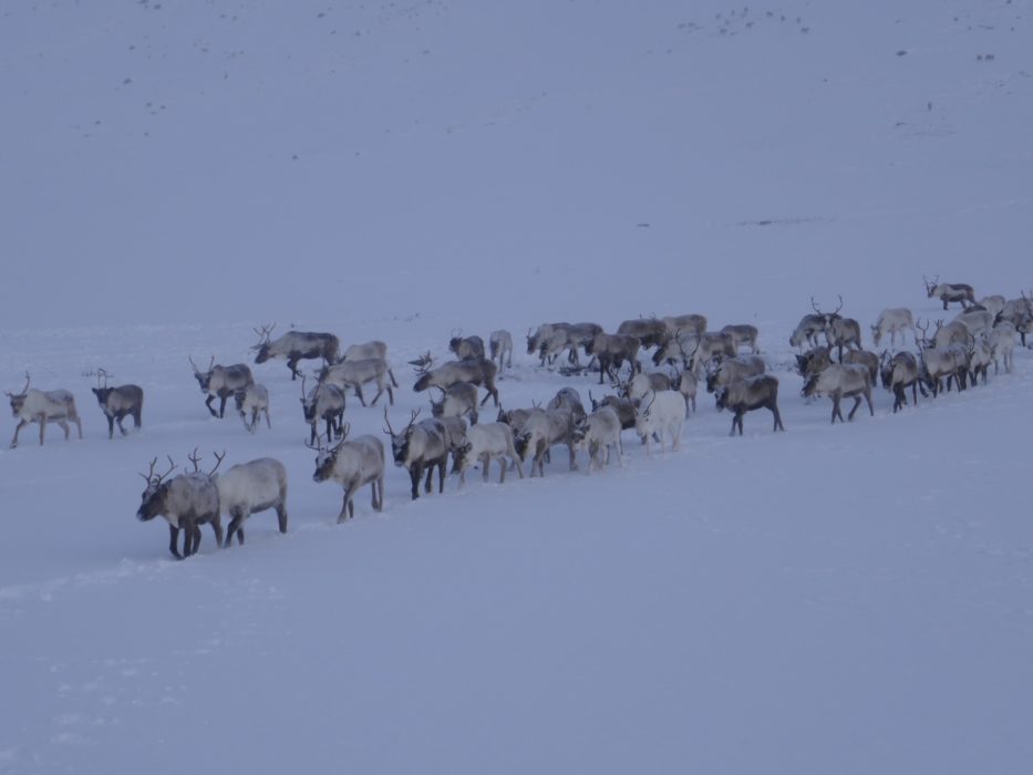 Reindeer herd