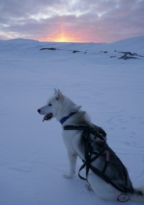First days with Joker the Greenlandic husky wonder dog