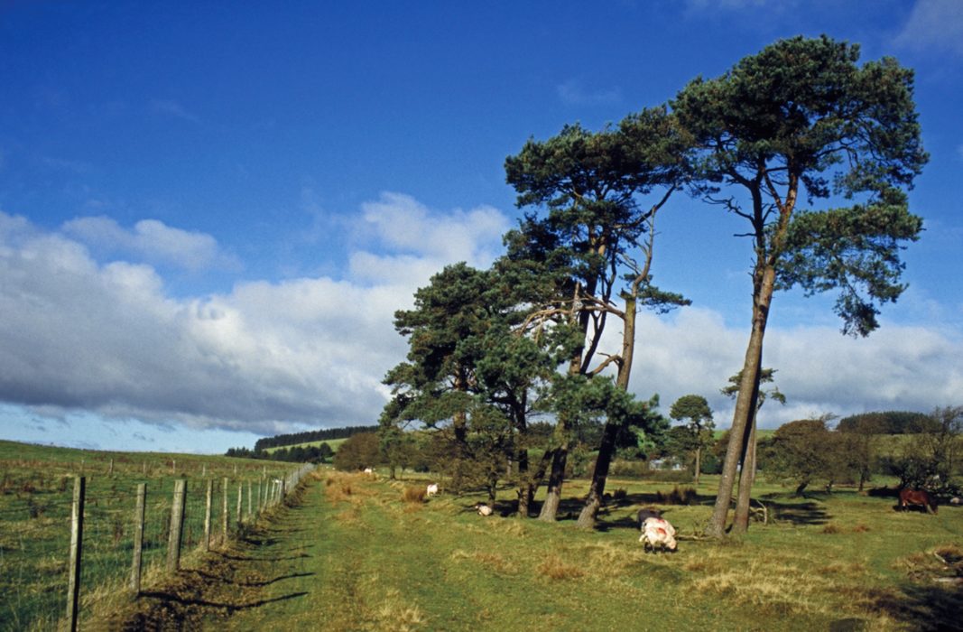 Scots pines stand beside a grassy track on the way towards Hope’s Castle Farm