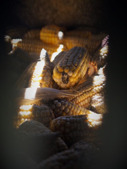 Precious maize cobs in store