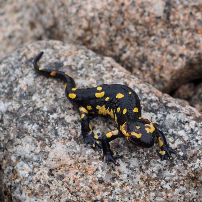 Fire Salamander
