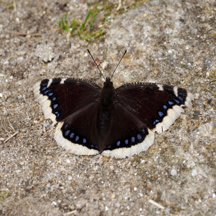 Camberwell Beauty butterfly