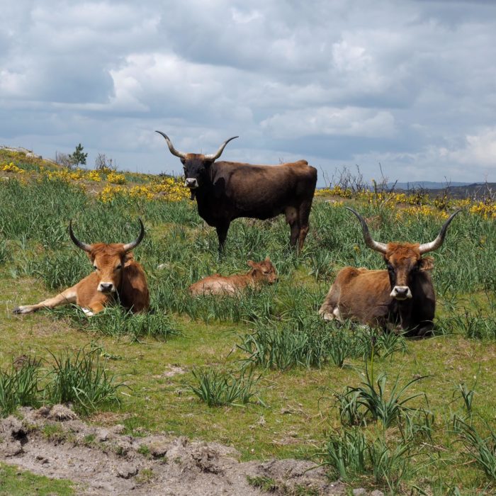 Long-horned barossa cattle