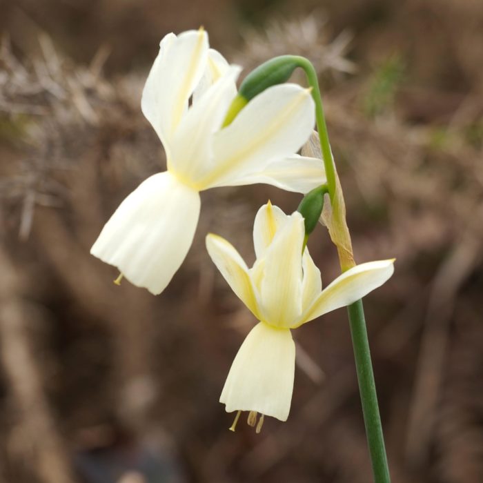 Hoop Petticoat Daffodils