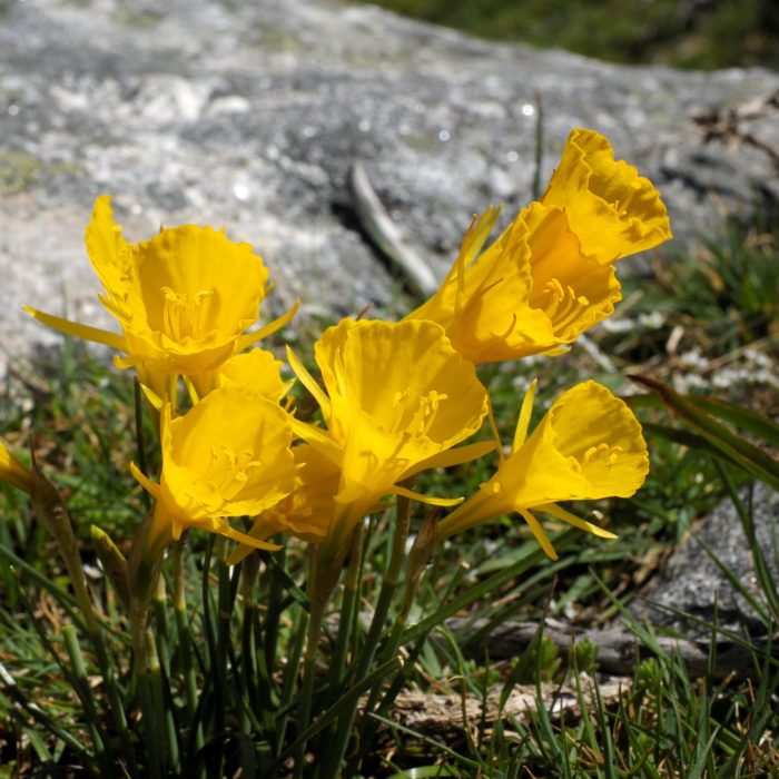 Angels Tears, miniature daffodils