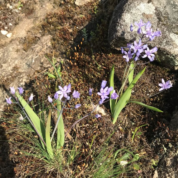 Some of the abundant spring flowers seen in the Peneda-Gerês National Park