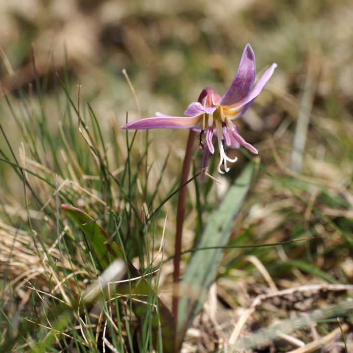 Some of the abundant spring flowers seen in the Peneda-Gerês National Park