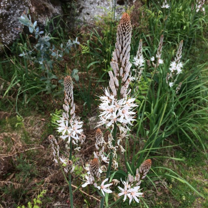 Giant Asphodels