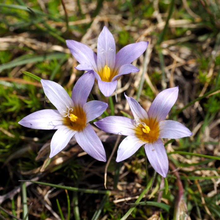 Some of the abundant spring flowers seen in the Peneda-Gerês National Park