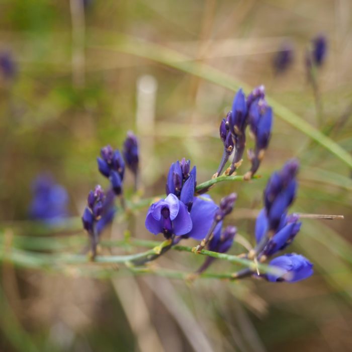 Some of the abundant spring flowers seen in the Peneda-Gerês National Park