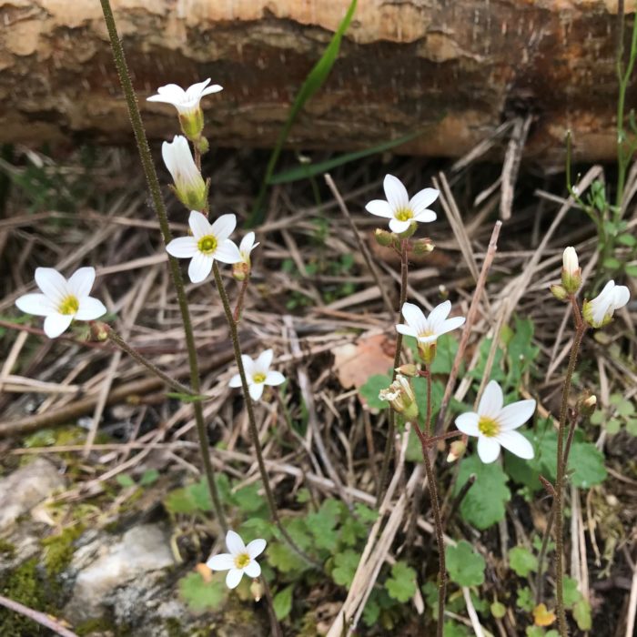 Starry Saxifrage