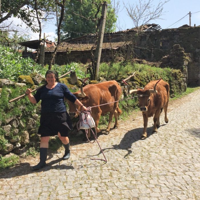 Barrosã cows in Sobredo – note the hosepipe horn protectors!