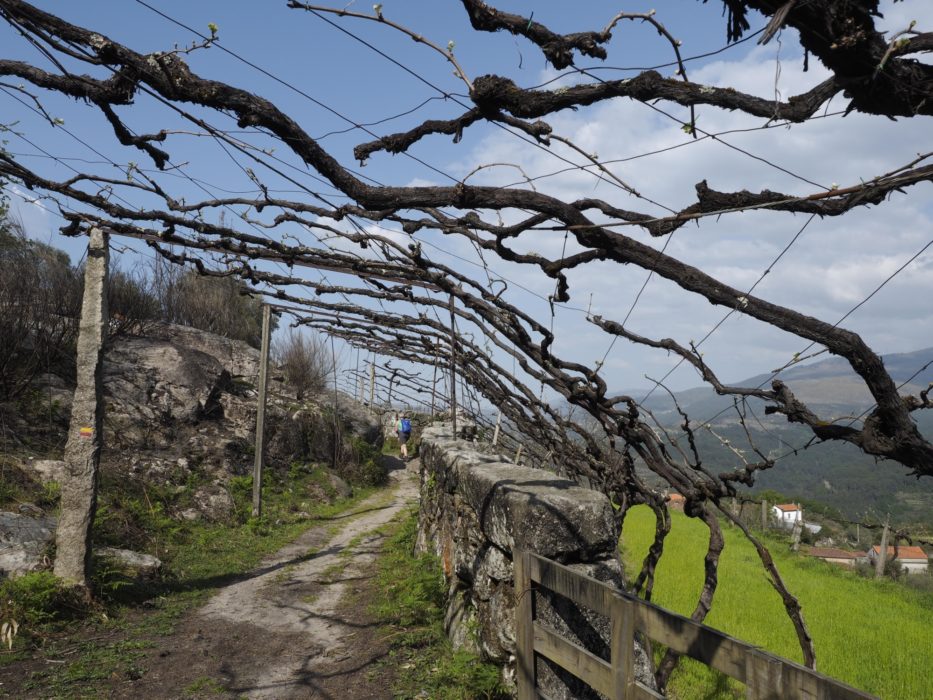 Overhead vines near Arado
